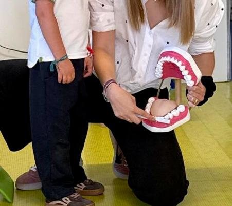 Modelo de dentes usado na demonstração